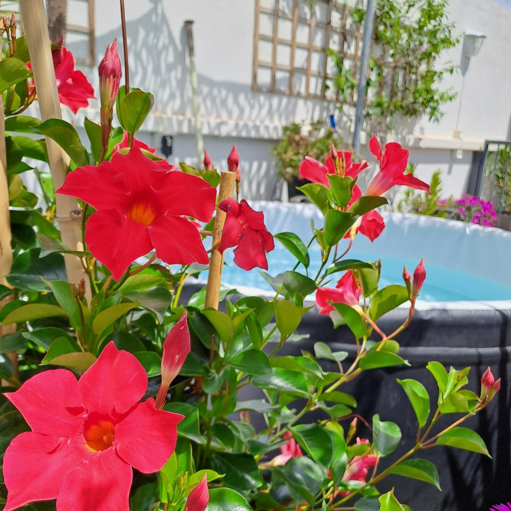 Bed and Breakfast Le Petit Patio Эг-Морт Экстерьер фото